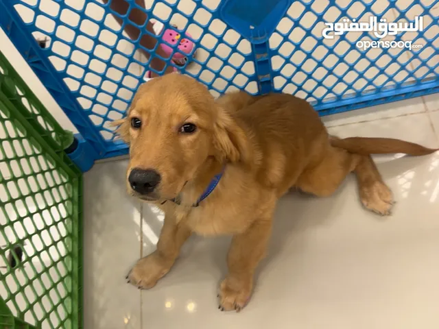 Golden retriever
