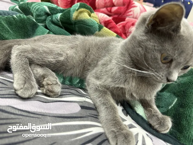 قط ذكر بريطاني قصير الشعر