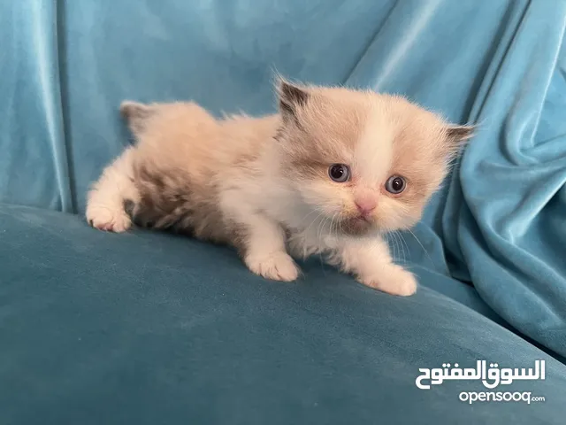 قطط هميالايا للبيع دكر و2اتاث