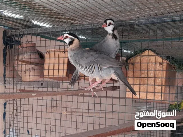 ذكور حجل عربي للبيع