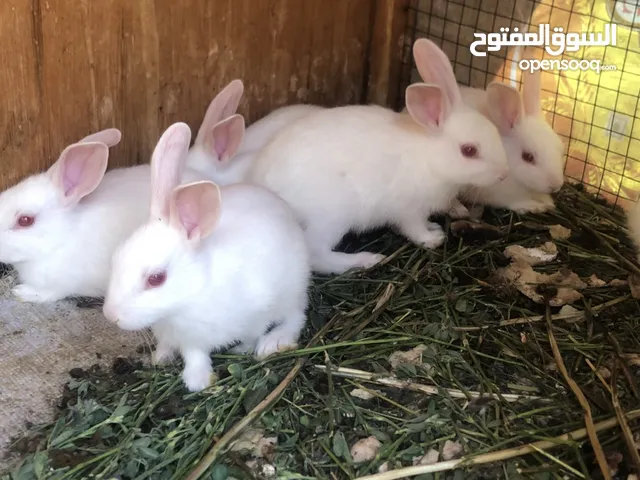 ارانب شاميات صغار