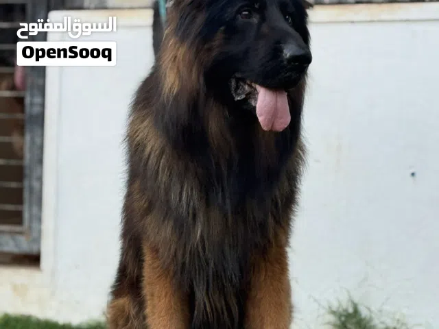 دكر جيرمين شيبرد لونق هير كيف واصل من تونس