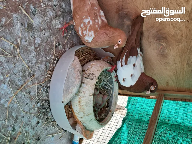 حمام مزهور البيع ممتاز جدا الطيور رقام واحد شرط منتج