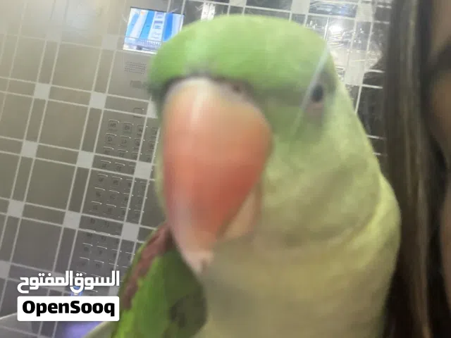 Alexandrian parakeet parrot