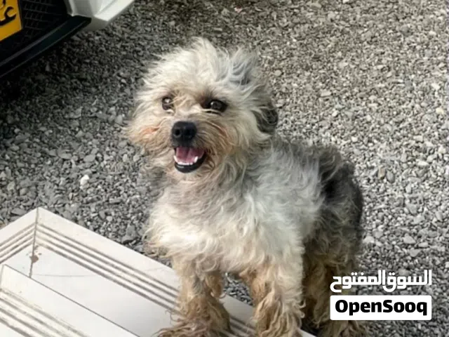 كلب للبيع ,,