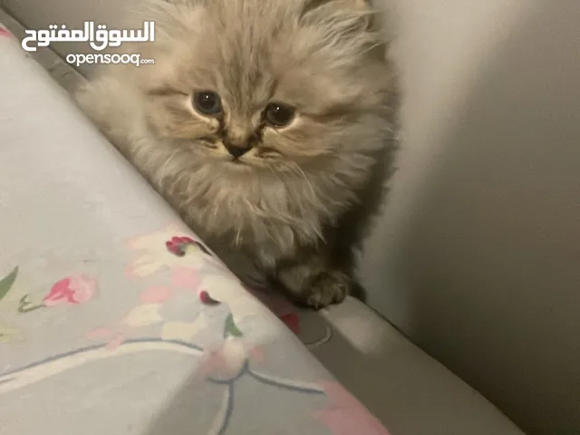 الام بريتيش والاب شانشيلا للبيع