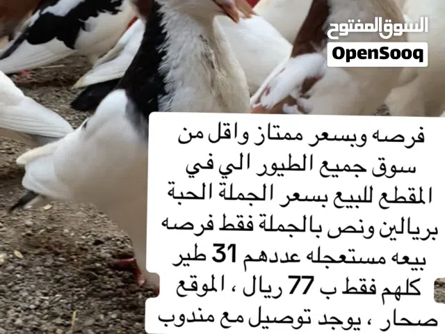 طيور للبيع فرصه واقل من سوق رخاص شوف الوصف مهم ..