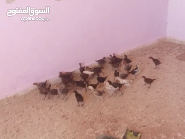 صيصان بلدي