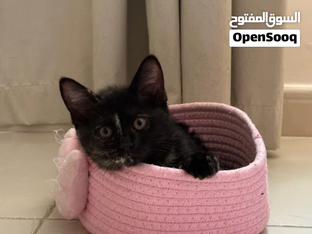 قطه شيرازيه للتبني (مجاناً) - العين فقط