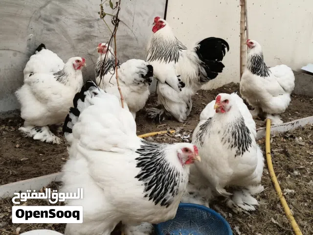 ديك و 5 دجاجات براهما دكتور