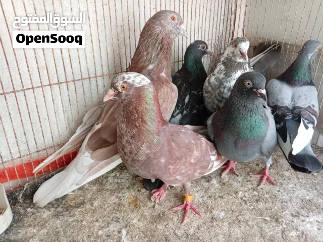 Kuwaiti pigeon for sale بيع حمام  قوتي