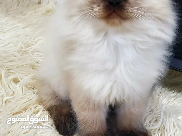قط هملايا فخم