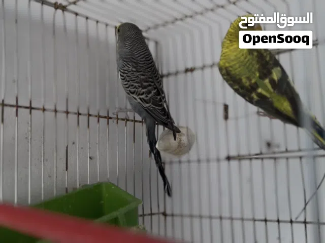 كوبيا ربي يبارك عل دحي جاهزة