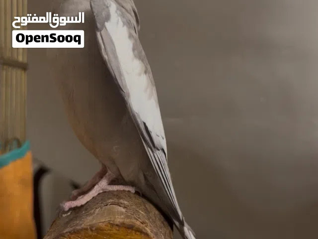 ببغاء الكوكتيل وايت فيس اليف طينة