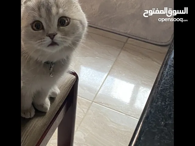 سكوتش فولد ( قابل للتفاوض )