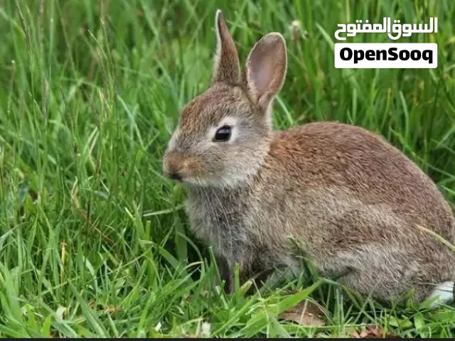 للبيع  كيس Oxbow Essentials وزن 11.300