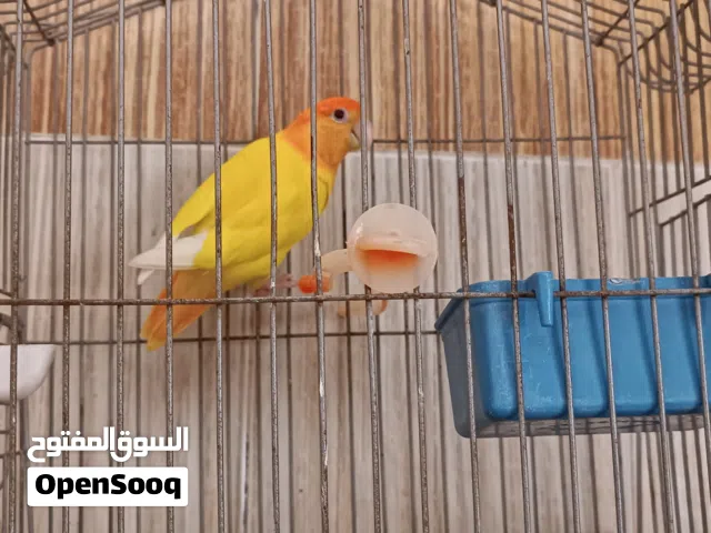 انتي ورانج حجم جامبوا مصقرا مشاء الله