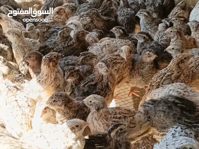 بيض فري مخصب سوبر جامبو