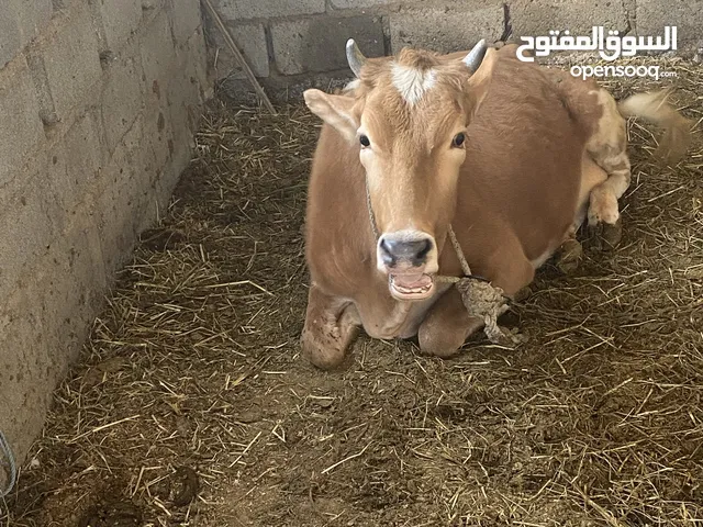 بقره للبيع يوجد بها حليب