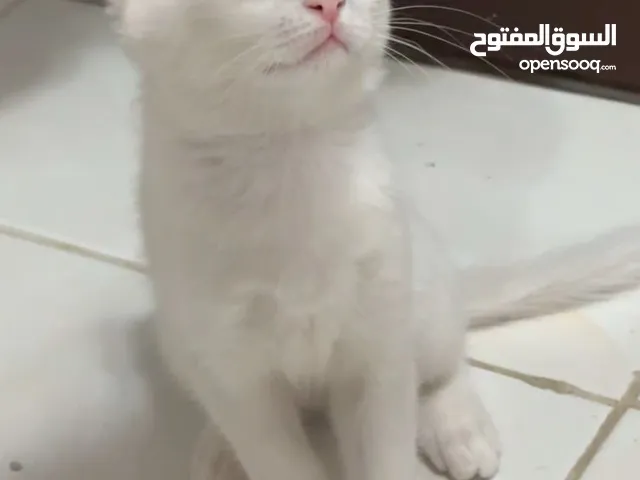 Urgent! 1.5 month old Persian kitten female