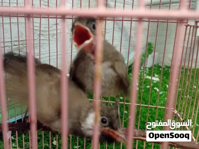 للبيع للابيل صحه نضافه حجم افنينهم اب 15