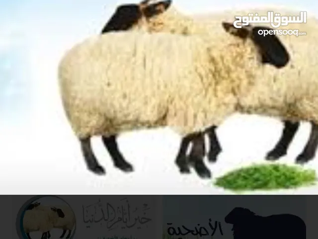 قصاب لذبح الاضحية