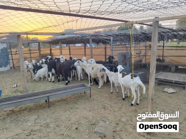 جعد وكباش للبيع