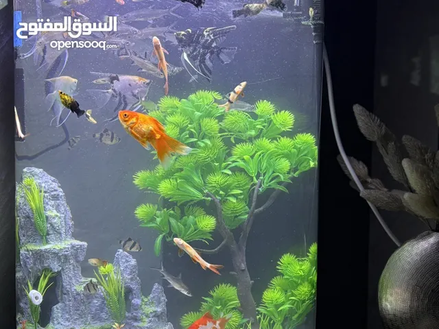 حوض سمك اجنبي على شكل نصف دائرة