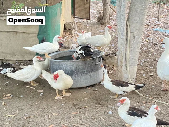 بط مصري منتج بغزاره