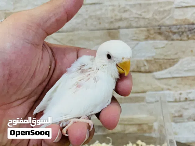 للبيع فروخ لوف بيرد روز ربوه متعلمين علي العس بالابره