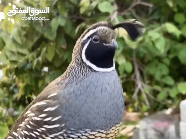 زوج صفرد كليفورنيا جاهز للانتاج California Quail