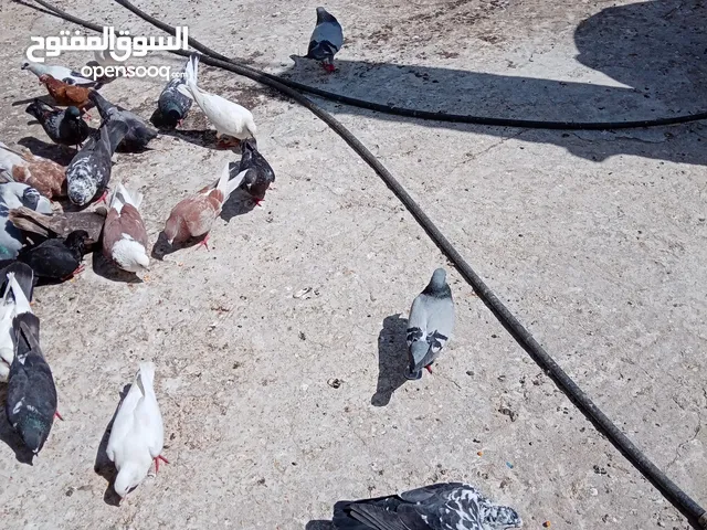 حمام مشكل عدة انواع