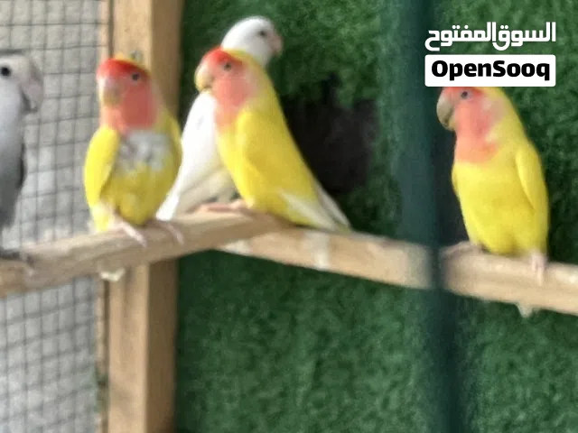 غندور روز عيون حمر