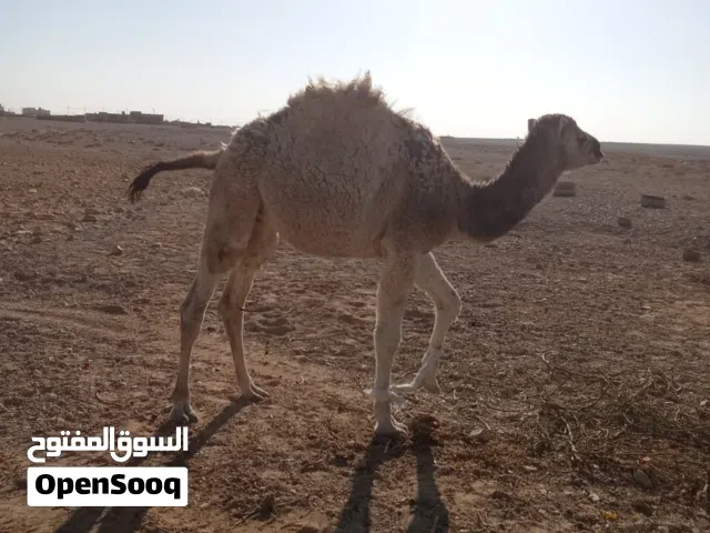 9 قعدان لحم العمر من 9 شهور وفوق لحد السنه و3شهور