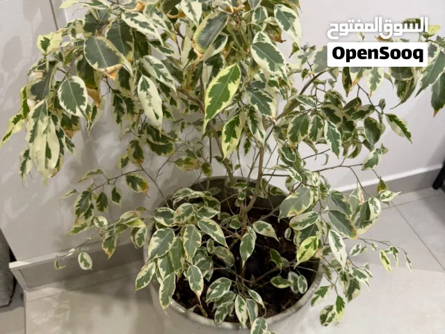 Indoor Plant Ficus benjamina 'Starlight" with Ceramic Pot 95 CM Height