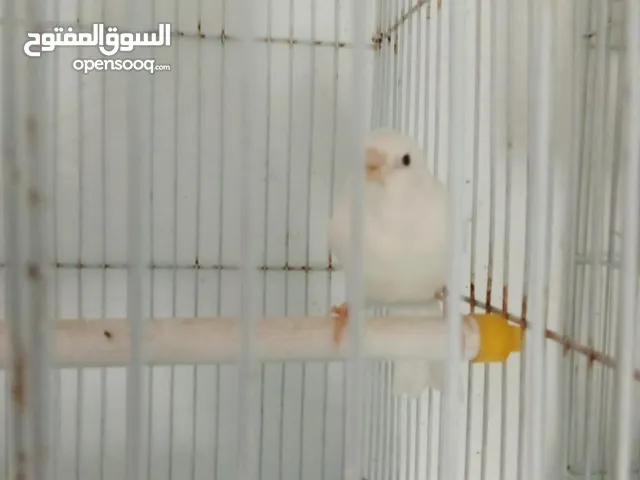 طيور كناري للبيع اربع حبات اشي نضيف بالصلاة ع النبي اقرأ الوصف