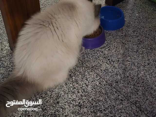 هملايا قطوه مطعم كافة التطعيم هادي و نظيف