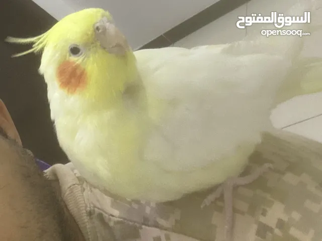 انثى كروان أليفه
