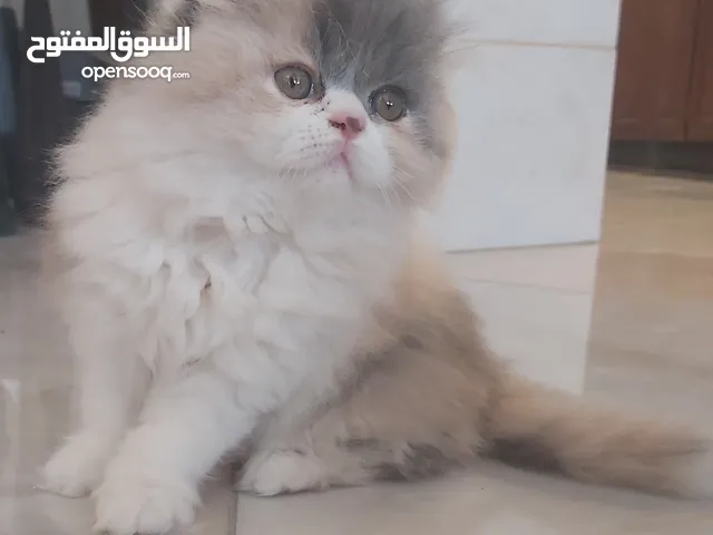 صغار قطط سكوتش فولد للبيع