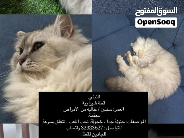 قطة شيرازية للتبني