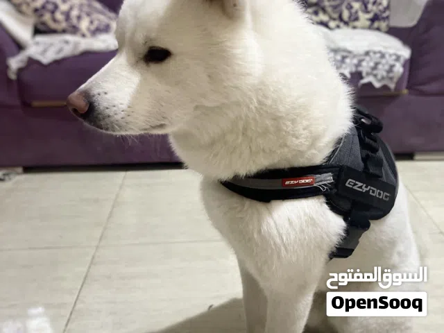 للاستضافه لمده شهر لظروف السفر