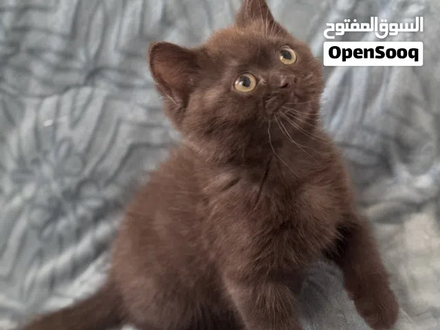 ذكر سكوتش ستريت لون بني مميز