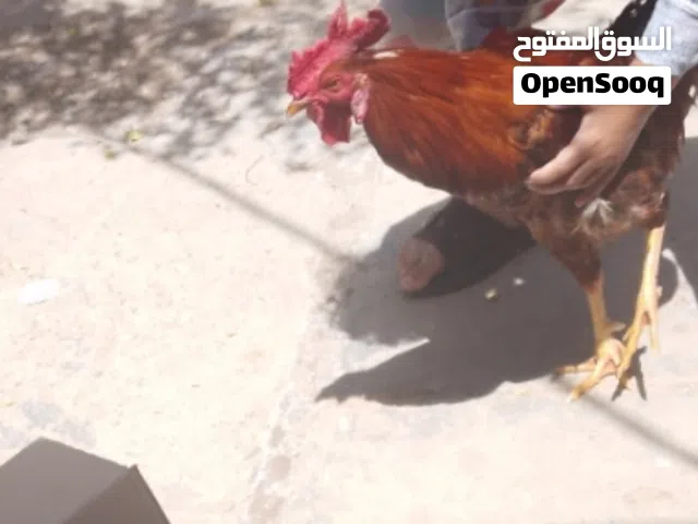 ديج عربي للبيع
