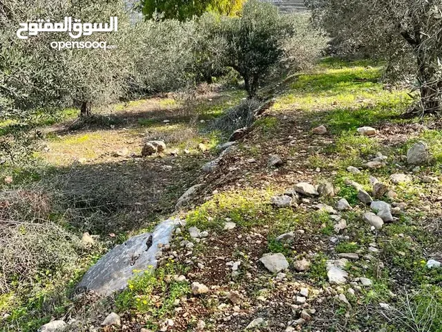 ارض لا تعوض