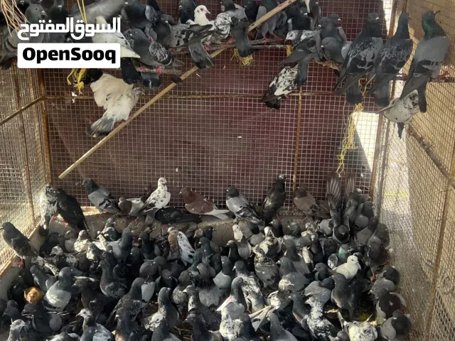 حمام تربيه