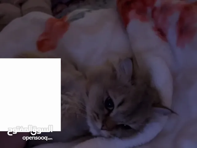 قط لطيف جدا ذكر