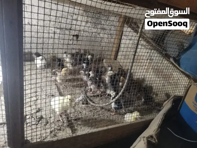 صيصان دجاج للبيع