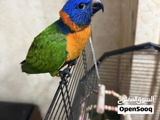 فرغ ببغاء لوري طفرة ريد كولرد اليف