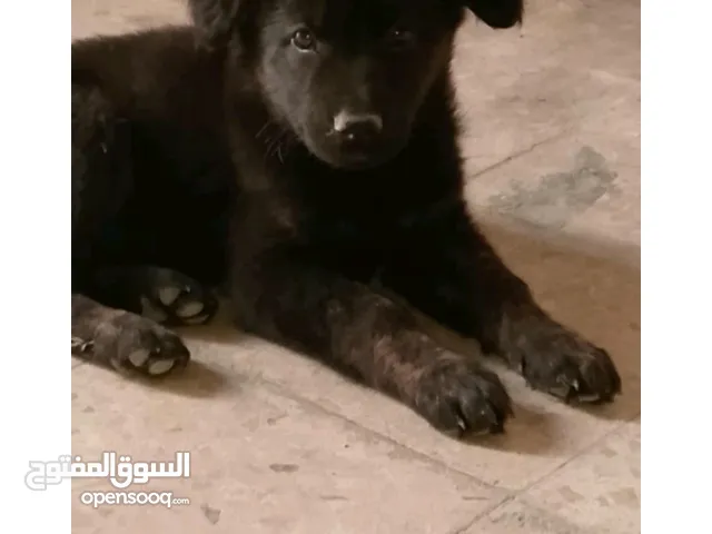 جيرمن بلاك عمر شهرين 50دينا مع خصم