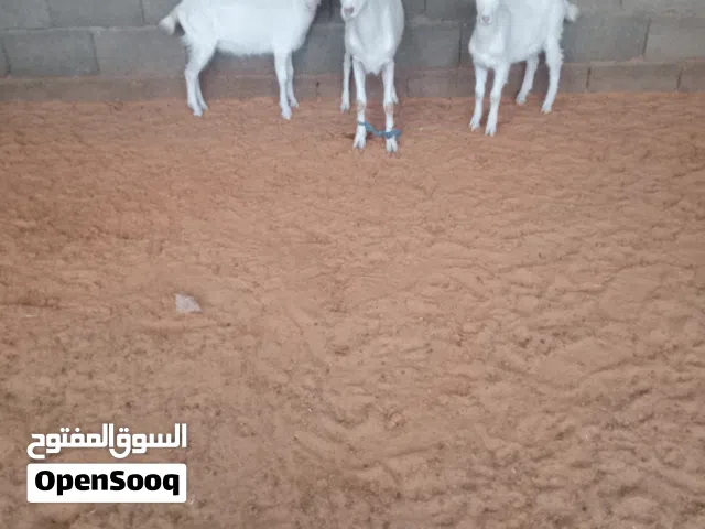 عنز فرنساويه تحتها جدي وعناق اول بطن